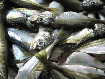 Inspekcja handlowa skontrolowała ryby i przetwory rybne. Nieprawidłowości są w ponad połowie placówek 