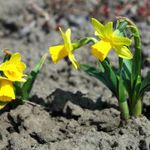 Wiosenne przebudzenie na Polach Nadziei. Za chwile zakwitną żonkile