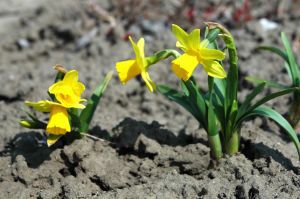 Wiosenne przebudzenie na Polach Nadziei. Za chwile zakwitną żonkile