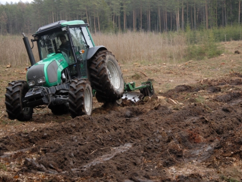 W podlaskich lasach pojawią się nowe drzewka