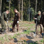 Nowe drzewa w podlaskich lasach. Leśnicy posadzili ponad 28 milionów sadzonek