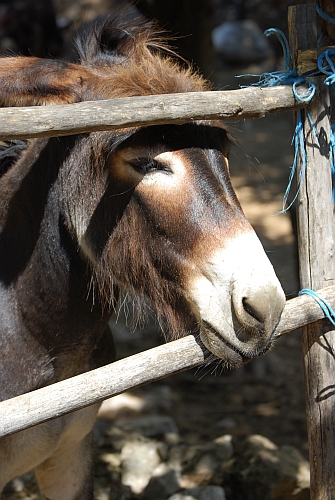 W Akcencie ZOO będzie  nowy wybieg dla osłów