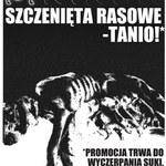 "Psia mać" ma zniechęcić do kupowania psów z nielegalnych hodowli