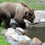 W białostockim ZOO powitano drugiego niedźwiedzia