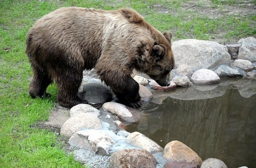 W białostockim ZOO powitano drugiego niedźwiedzia