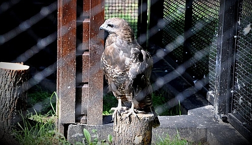 Do Akcentu Zoo trafiły nowe zwierzęta