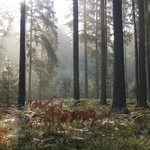 Puszcza Białowieska walczy w konkursie. Oddaj swój głos