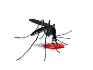 Komary mogą przenosić chorobę pasożytniczą