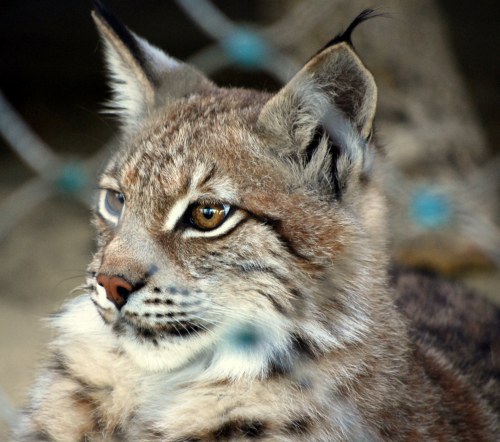 Żbiki z Akcentu ZOO będą miały nową klatkę