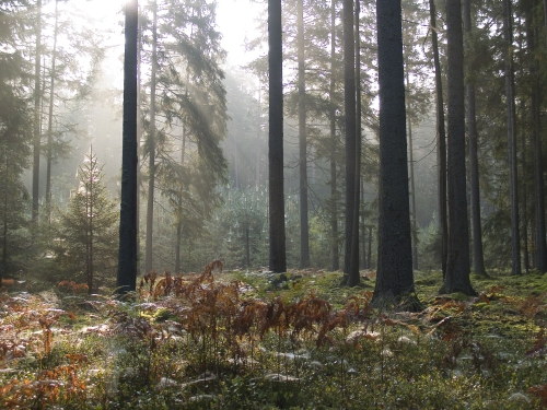 Białowieski Park Narodowy ma nowego dyrektora