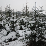 Kup choinkę od leśników. Nadleśnictwa pełne świątecznych drzewek
