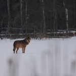 Wilki podchodzą do osad w Puszczy Białowieskiej