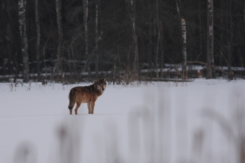 Wilki podchodzą do osad w Puszczy Białowieskiej