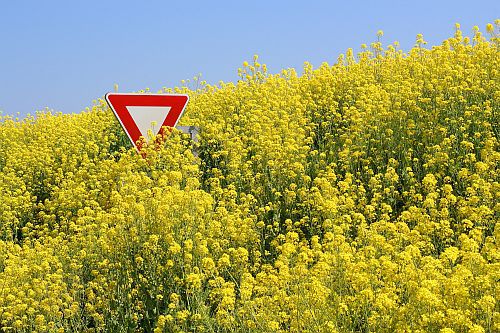 Rząd zakazuje upraw GMO. Czy ochroni to polską żywność?