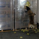 Pies wykrył przemyt papierosów wart 1,5 mln zł