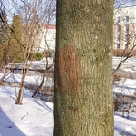 Swastyka na plantach. Policja szuka sprawcy