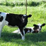 Muzułmanie sprzeciwiają sie zakazowi uboju rytualnego