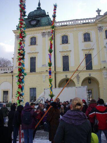 Najwyższa palma w Białymstoku ma 9 metrów