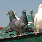 Kilka sposobów na brudzące gołębie