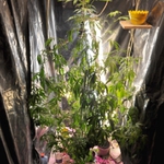 Plantacja marihuany rosła na strychu