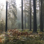 Puszcza Białowieska w filmie 3D