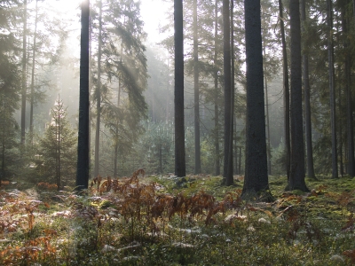 Puszcza Białowieska w filmie 3D