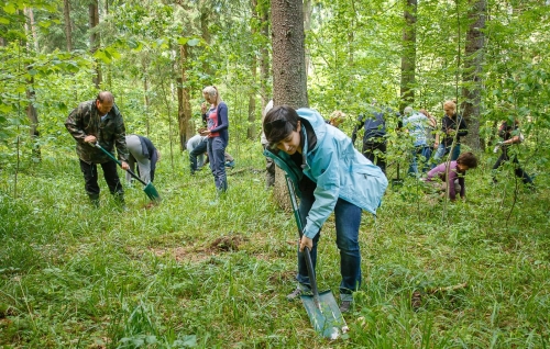 300 młodych dębów posadzono w Białowieży i Sowlanach