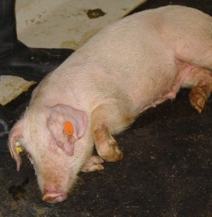 Afrykański pomór świń - groźny wirus zagraża Podlasiu