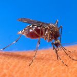 Komary mogą przenosić groźne choroby