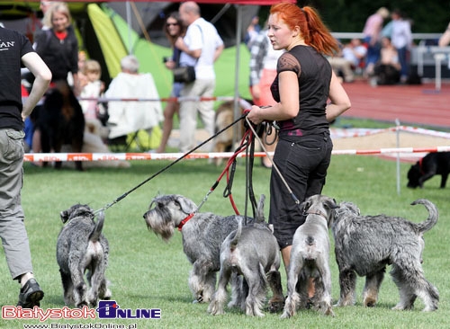 2000 rasowych psów zaprezentowano w Białymstoku [ZDJĘCIA]