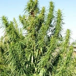 Krzak marihuany miał ponad 2,5 metra. 71-latek twierdził, że to drzewko lecznicze