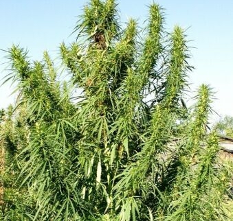 Krzak marihuany miał ponad 2,5 metra. 71-latek twierdził, że to drzewko lecznicze