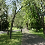 W centrum Białegostoku przybędzie drzew