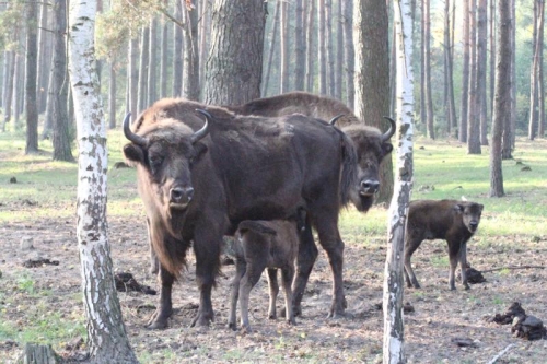 Nowe żubry w Kiermusach. Stado się powiększyło