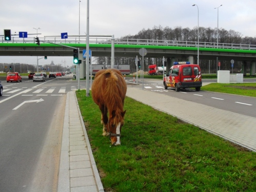 Koń pasący się w centrum Białegostoku. Nietypowa interwencja straży miejskiej