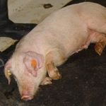 Afrykański pomór świń. W Podlaskiem wykryto pierwszy przypadek groźnego wirusa