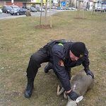 Sarna biegała w Parku Centralnym. Zwierzę złapali strażnicy miejscy