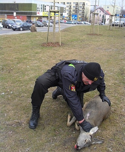 Sarna biegała w Parku Centralnym. Zwierzę złapali strażnicy miejscy