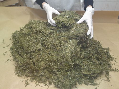 Ponad kilogram marihuany w domu. 39-latek zatrzymany