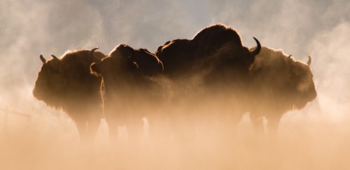 Białowieża wiosną. Pomysł na weekendowy wyjazd