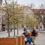 Na Rynku Kościuszki posadzono jabłonki