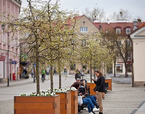 Na Rynku Kościuszki posadzono jabłonki