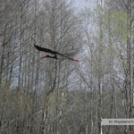 Na Podlasiu udało się sfotografować rzadki gatunek ptaka