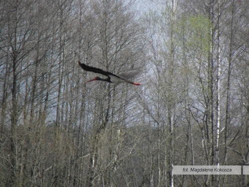 Na Podlasiu udało się sfotografować rzadki gatunek ptaka