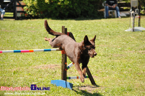 Zawody Agility w Supraślu. Psie biegi z przeszkodami