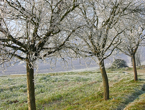 Region. Przymrozki zniszczyły sady i plantacje truskawek 