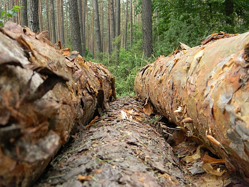 Niewystarczająca ochrona Puszczy Białowieskiej. Raport NIK