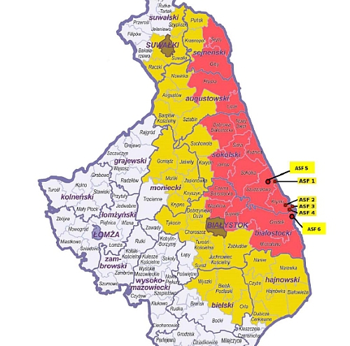 Kolejne przypadki afrykańskiego pomoru świń w naszym regionie