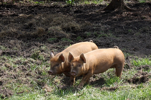 Afrykański pomór świń. Wirus atakuje nasz region