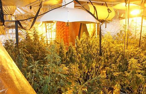 Os. Wygoda. Gigantyczna plantacja marihuany w domu 32-latki